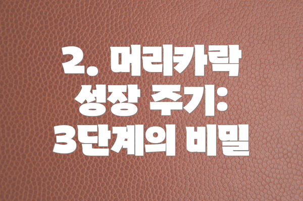 2. 머리카락 성장 주기: 3단계의 비밀