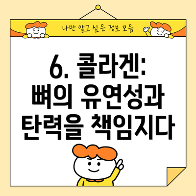 6. 콜라겐: 뼈의 유연성과 탄력을 책임지다