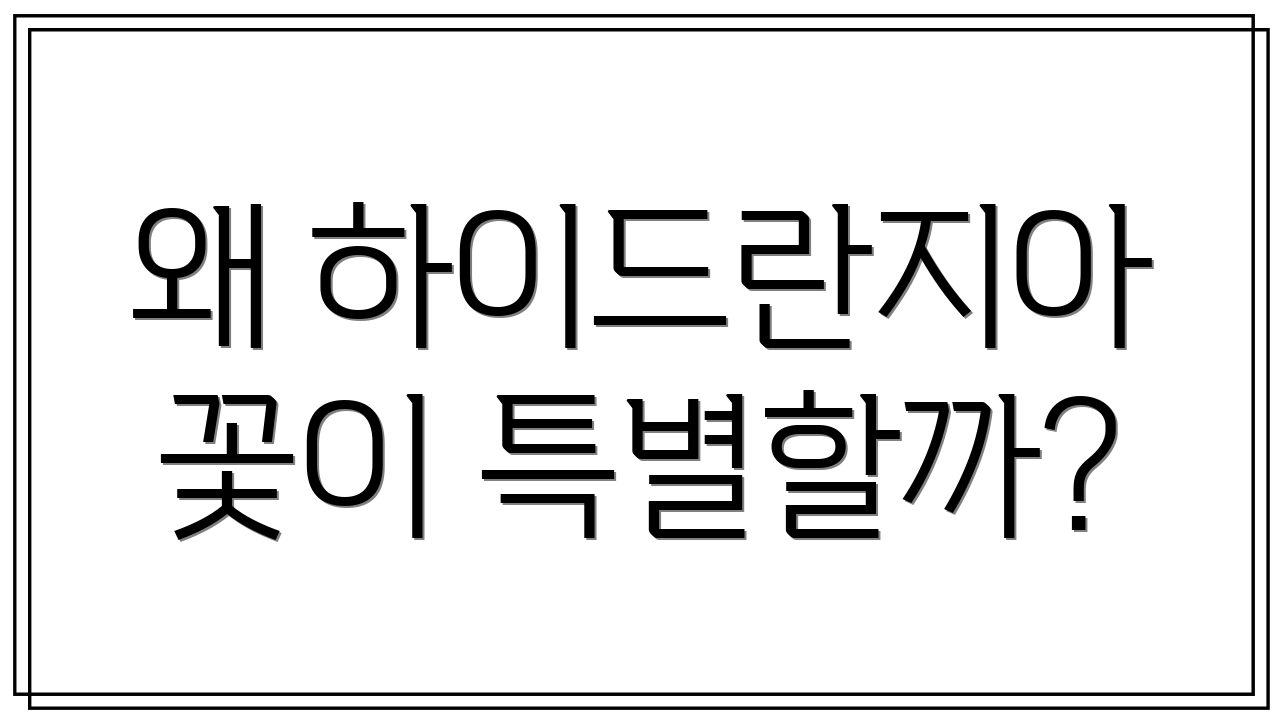 왜 하이드란지아 꽃이 특별할까?